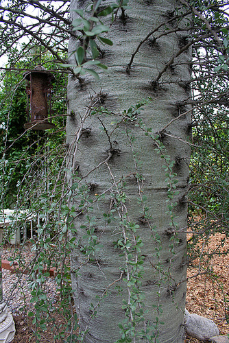 L.A. Garden Tour (6674)