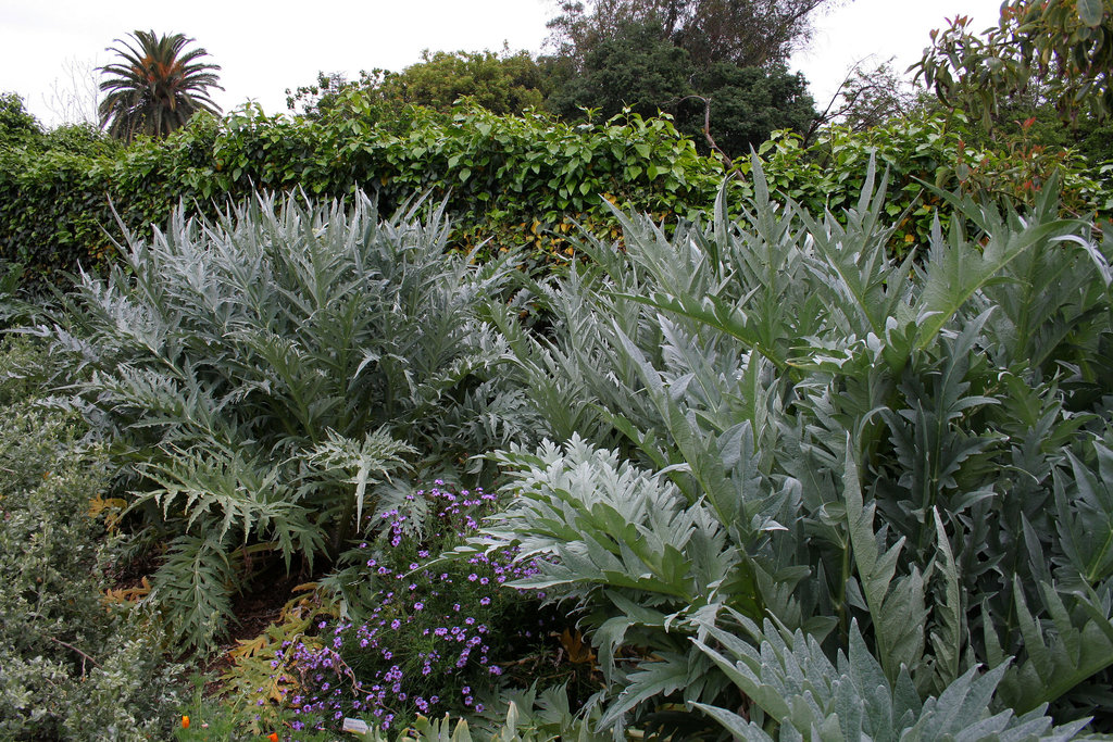 L.A. Garden Tour - Artichokes (6702)