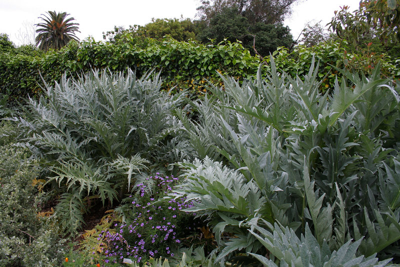 L.A. Garden Tour - Artichokes (6702)