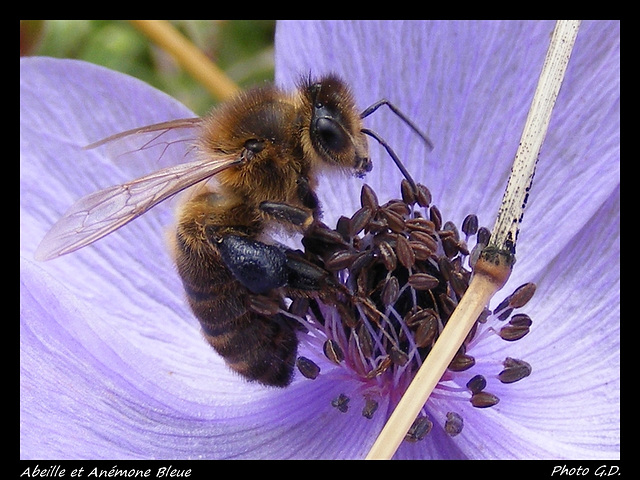 Abeille et Anémone Bleue