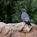 20090827 0334Aw [D~ST] Inka-Seeschwalbe (Larosterna inca), Zoo Rheine