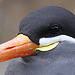 20090827 0337Aw [D~ST] Inka-Seeschwalbe (Larosterna inca), Zoo Rheine