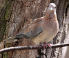 20090827 0339Aw [D~ST] Trauertaube (Zenaida macroura), Naturzoo Rheine