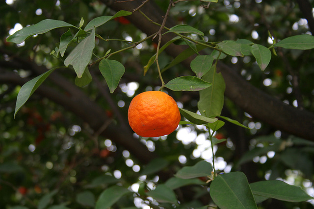 L.A. Garden Tour (6694)