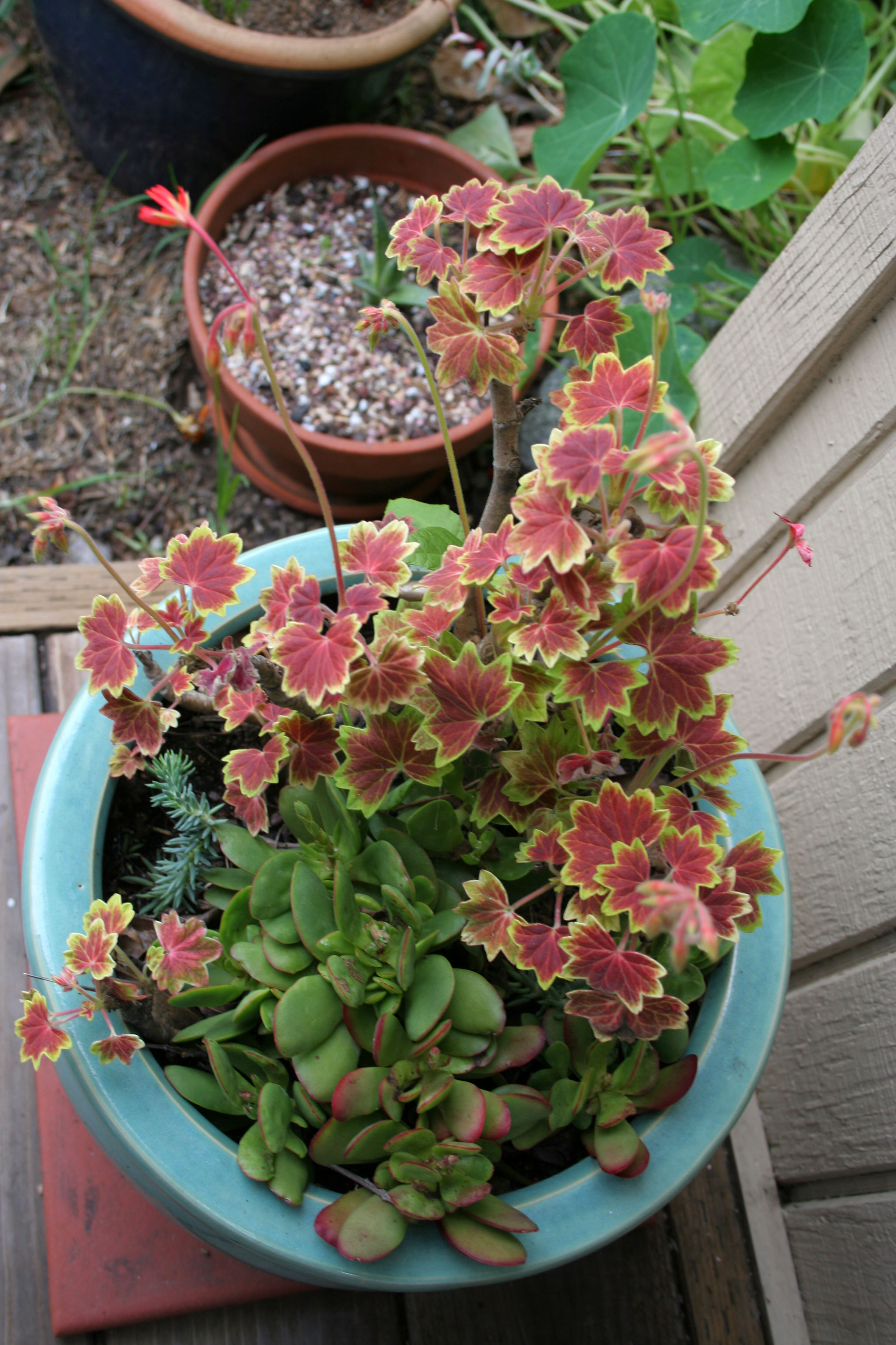 L.A. Garden Tour (6697)