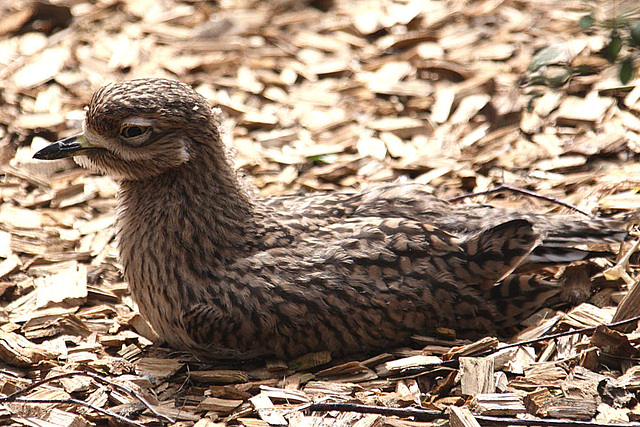 20090827 0343Aw [D~ST] Triel (Buhinus oedicnemus), Naturzoo Rheine