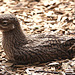 20090827 0343Aw [D~ST] Triel (Buhinus oedicnemus), Naturzoo Rheine