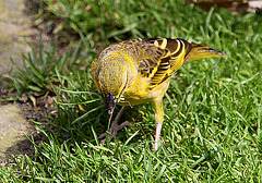 20090827 0346Aw [D~ST] Textor-Weber (Textor cucullatus), Zoo Rheine