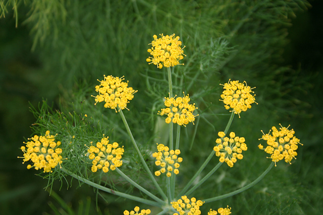 L.A. Garden Tour (6703)