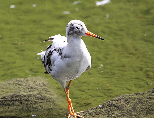 20090827 0366Aw [D~ST] Rotschenkel (Tringa totanus), Naturzoo Rheine