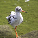 20090827 0366Aw [D~ST] Rotschenkel (Tringa totanus), Naturzoo Rheine