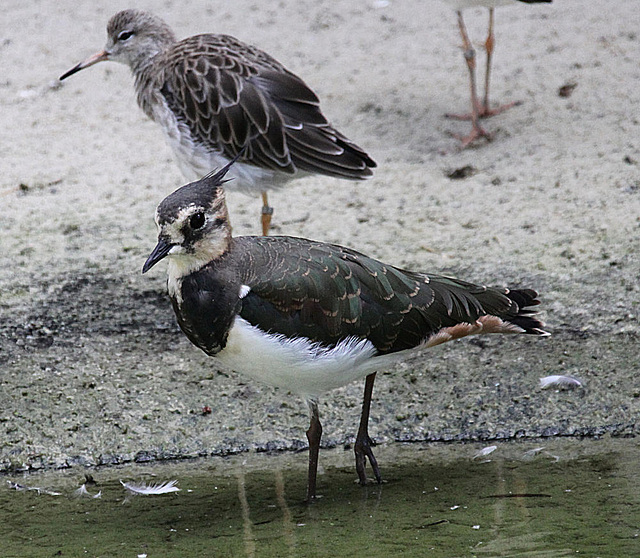 20090827 0368Aw [D~ST] Kiebitz (Vanellus vanellus), Rotschenkel (Tringa totanus), Naturzoo Rheine