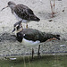 20090827 0368Aw [D~ST] Kiebitz (Vanellus vanellus), Rotschenkel (Tringa totanus), Naturzoo Rheine