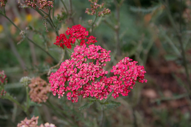 L.A. Garden Tour (6716)