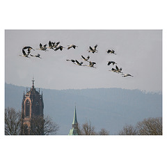 le départ des grues cendrées