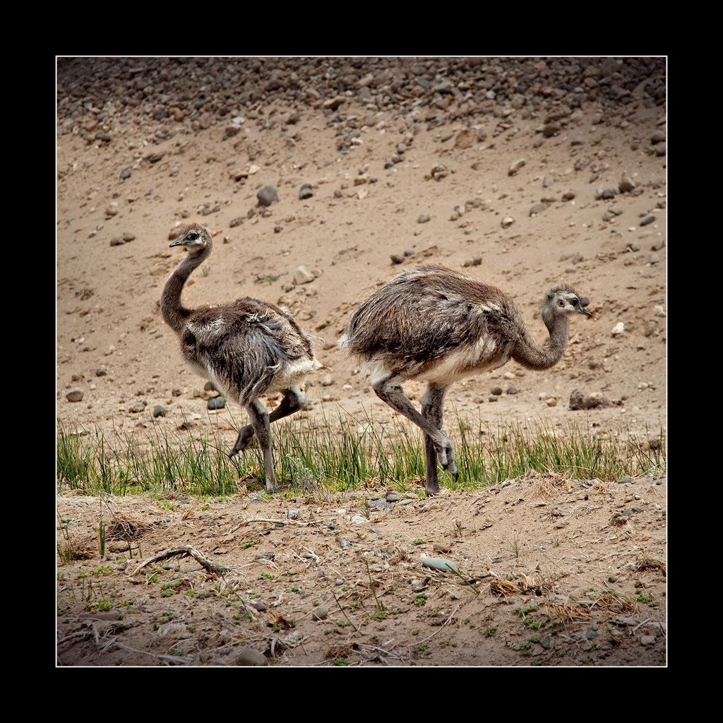 tango of the rheas