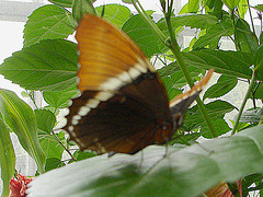 20070424 0191DSCw [D~KN] Schokoladenfalter (Siproeta epaphus), Insel Mainau, Bodensee