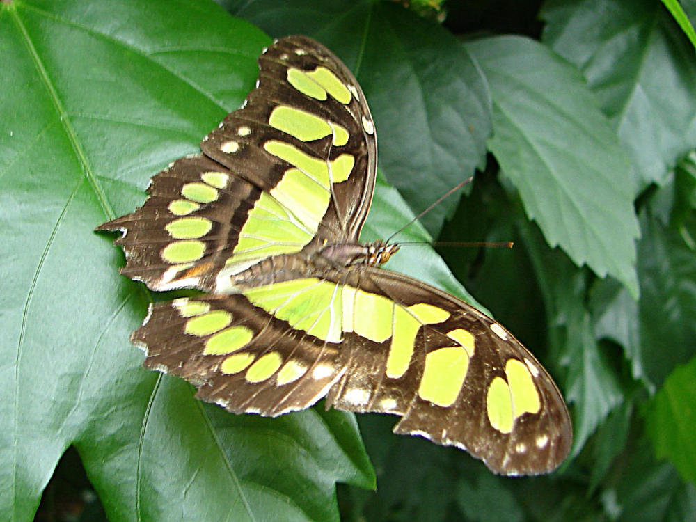 20070424 0193DSCw [D~KN] Malachitfalter (Siproeta stelenes, Syn.: Metamorpha stelenes),Insel Mainau, Bodensee