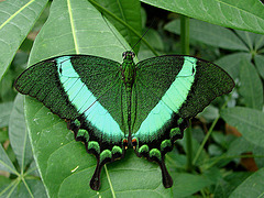 20070424 0194DSCw [D~KN] Neon Schwalbenschwanz (Papilio palinurus), Insel Mainau