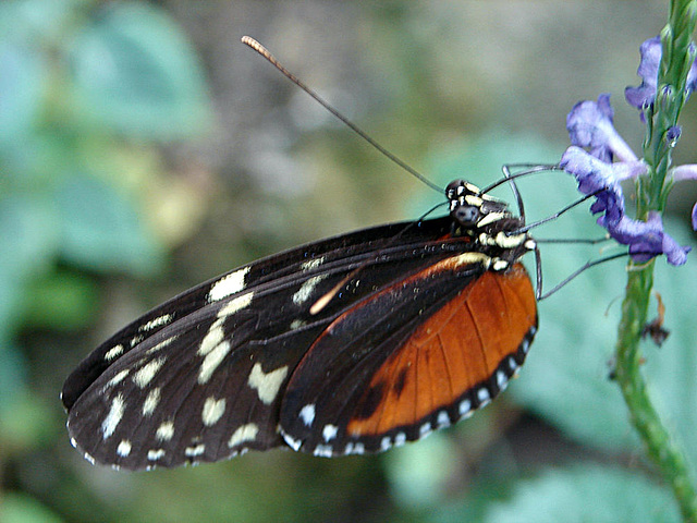 20070424 0199DSCw [D~KN] Getigerter Passionsblumenfalter (Heliconius ismenius), Insel Mainau