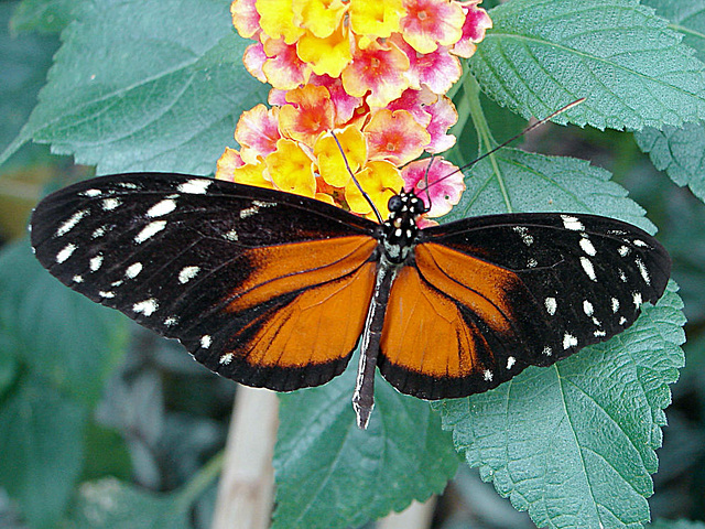 20070424 0210DSCw [D~KN] Getigerter Passionsblumenfalter (Heliconius ismenius), Insel Mainau