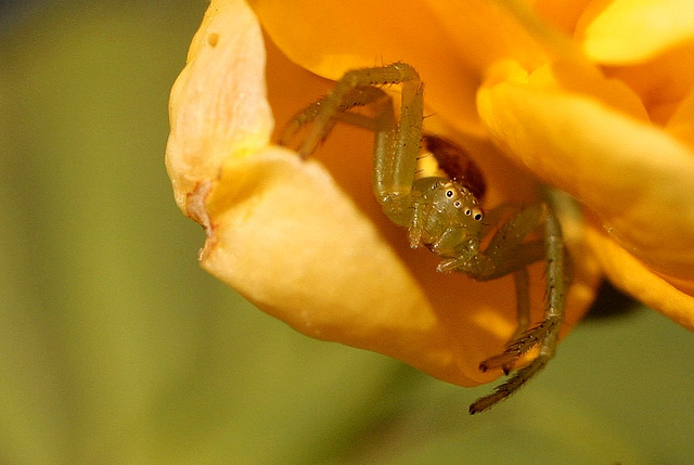 Diaea dorsata 2