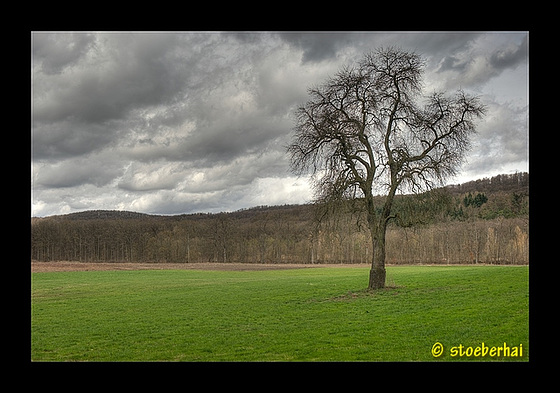 Meadow near Krassolzheim