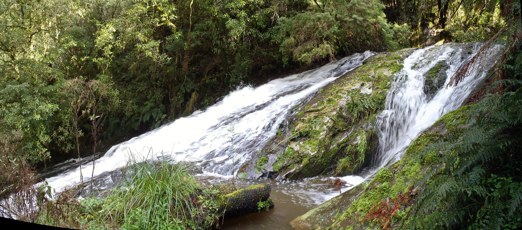 return to Tarra Bulga