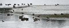 20090910 0463Aw [D~MS] Löffelente (Anas clypeata), Bekassine (Gallinago gallinago), Kiebitz (Vanellus vanellus), Rieselfelder Münster