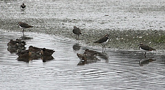 20090910 0464Aw [D~MS] Löffelente (Anas clypeata), Bekassine (Gallinago gallinago), Kiebitz (Vanellus vanellus), Rieselfelder Münster