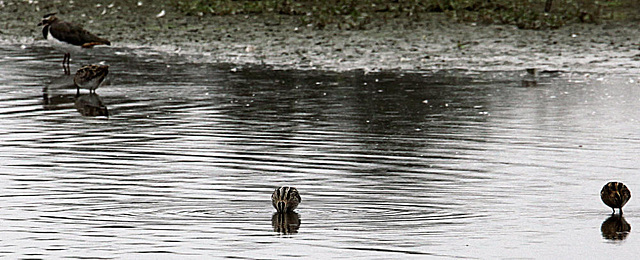 20090910 0465Aw [D~MS] Bekassine (Gallinago gallinago), Kiebitz (Vanellus vanellus), Rieselfelder Münster