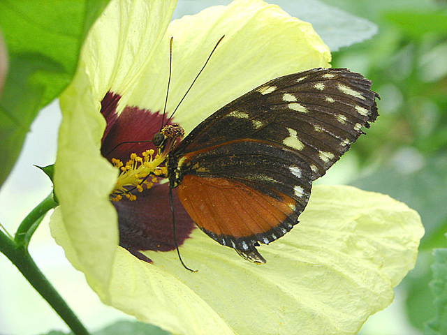 20070424 0214DSCw [D~KN] Getigerter Passionsblumenfalter (Heliconius ismenius), Insel Mainau