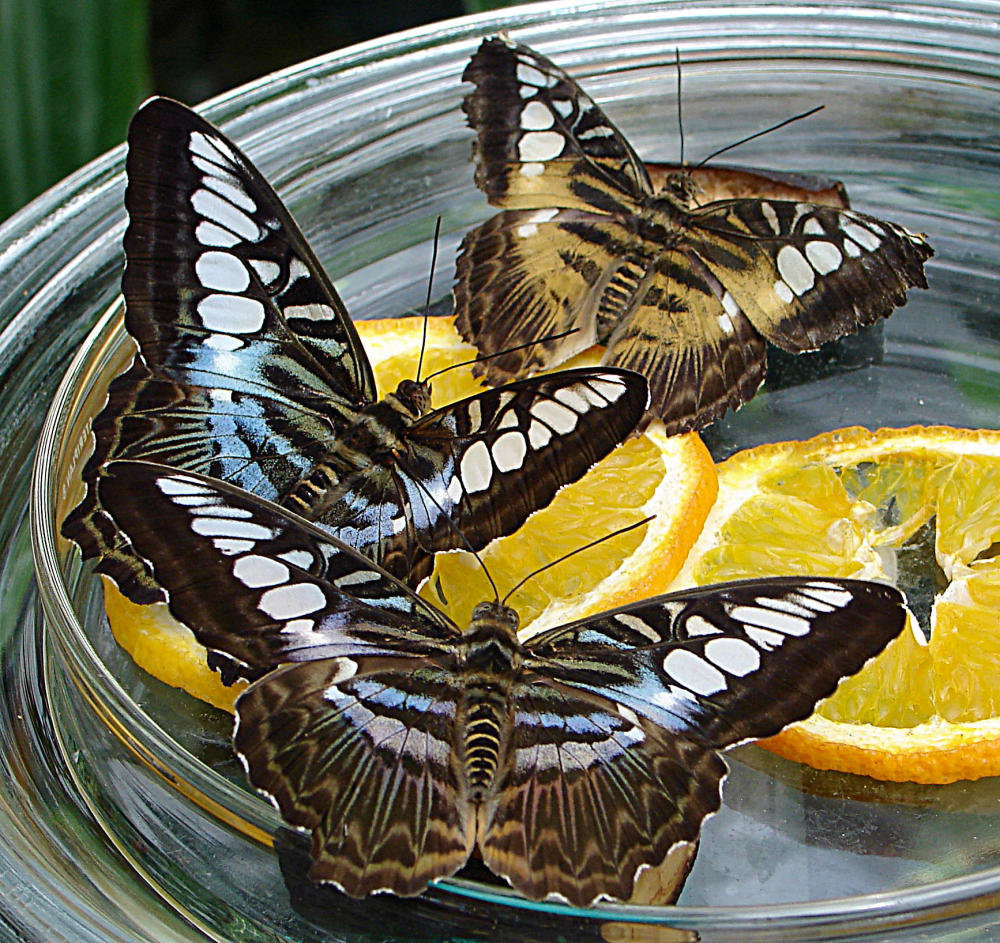 20070424 0218DSCw [D~KN]  Blauer- oder Brauner Segelfalter (Parthenos sylvia), Insel Mainau