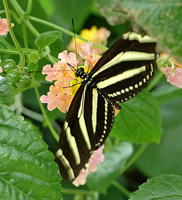 20070424 0209DSCw [D~KN] Zebrafalter (Heliconius charitonius), Insel Mainau