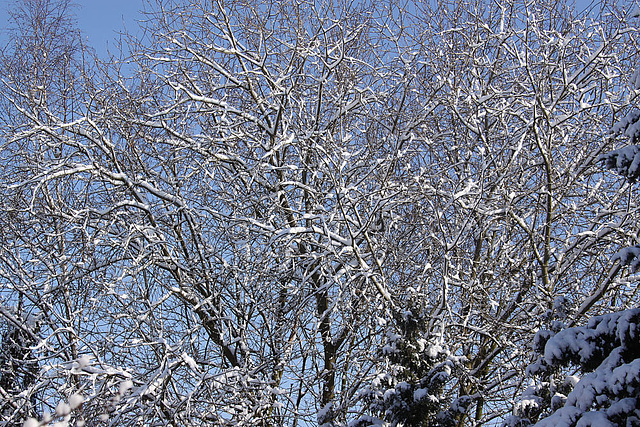 20100306 1508Aw [D~LIP] Baum, Schnee, Bad Salzuflen