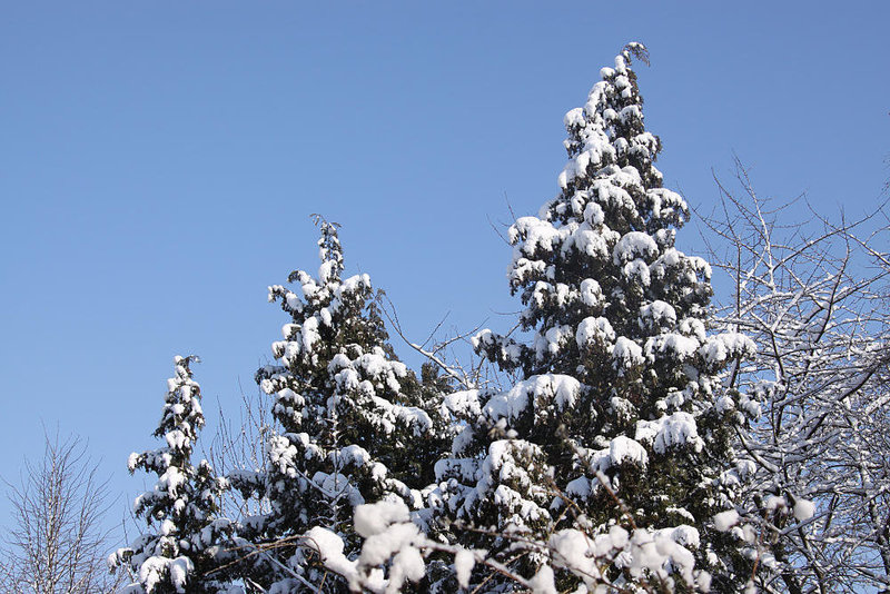 20100306 1509Aw [D~LIP] Baum, Schnee, Bad Salzuflen