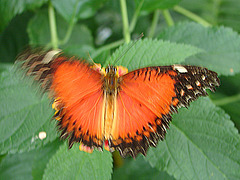 20070424 0212DSCw [D~KN] Bortenfalter (Cethosia biblis), Insel Mainau