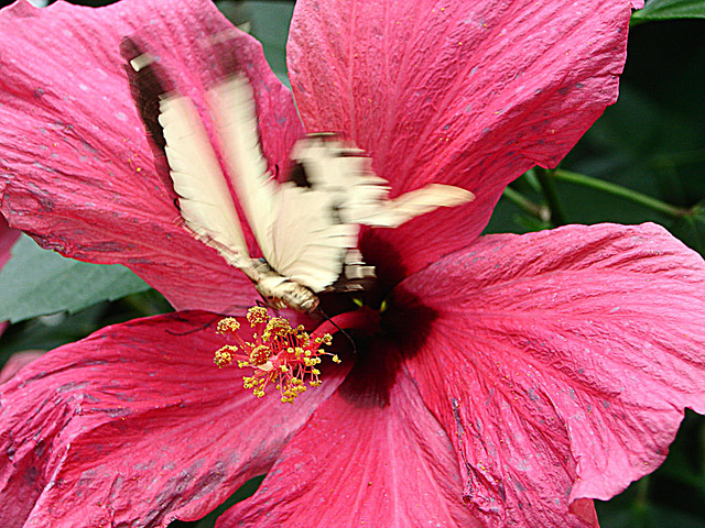 20070424 0222DSCw [[D~KN] Ritterfalter (Papilio dardanus), Insel Mainau