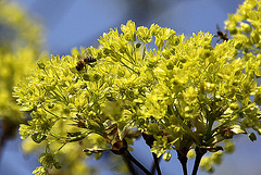 20100415 2094Ww [D~LIP] Spitz-Ahorn, Honigbiene, Bad Salzuflen