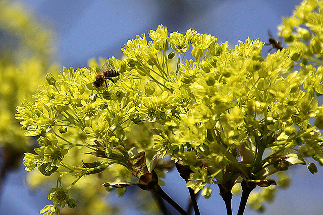 20100415 2094Ww [D~LIP] Spitz-Ahorn, Honigbiene, Bad Salzuflen