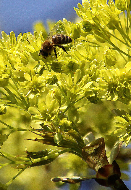 20100415 2094Aw [D~LIP] Spitz-Ahornblüten, Honigbiene, Bad Salzuflen