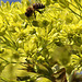 20100415 2094Aw [D~LIP] Spitz-Ahornblüten, Honigbiene, Bad Salzuflen