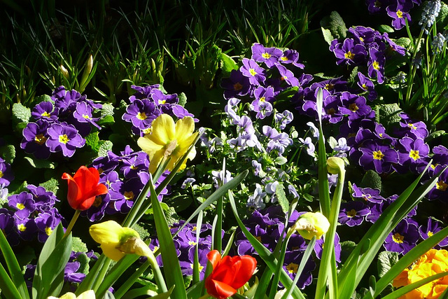 Dresdner Frühling im Palais 2010