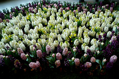 Dresdner Frühling im Palais 2010