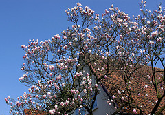 20100415 2153Aw [D~LIP] Magnolie, Bad Salzuflen