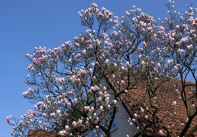 20100415 2153Aw [D~LIP] Magnolie, Bad Salzuflen