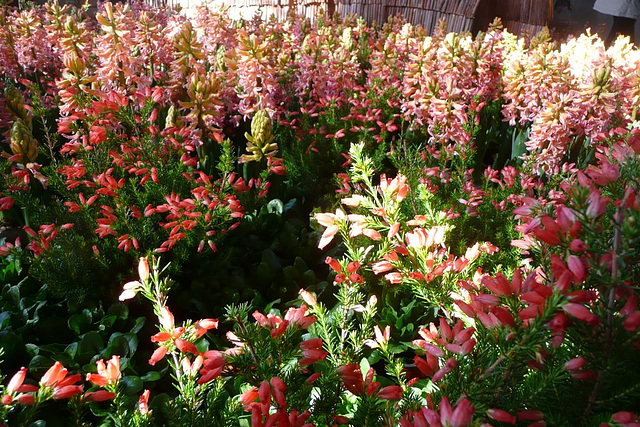 Dresdner Frühling im Palais 2010