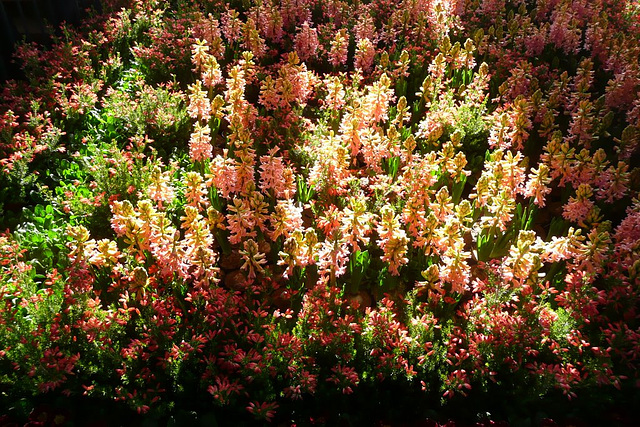 Dresdner Frühling im Palais 2010