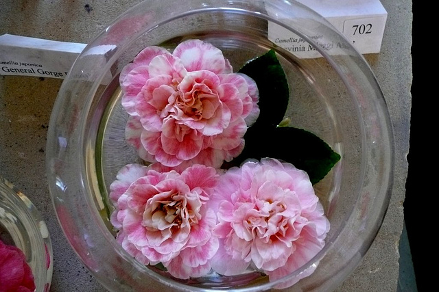 Bouquet von Kamelienblüten