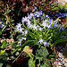 20100402 1912Ww [D~LIP] Zweiblättriger Blaustern (Scilla bifolia), Bad Salzuflen